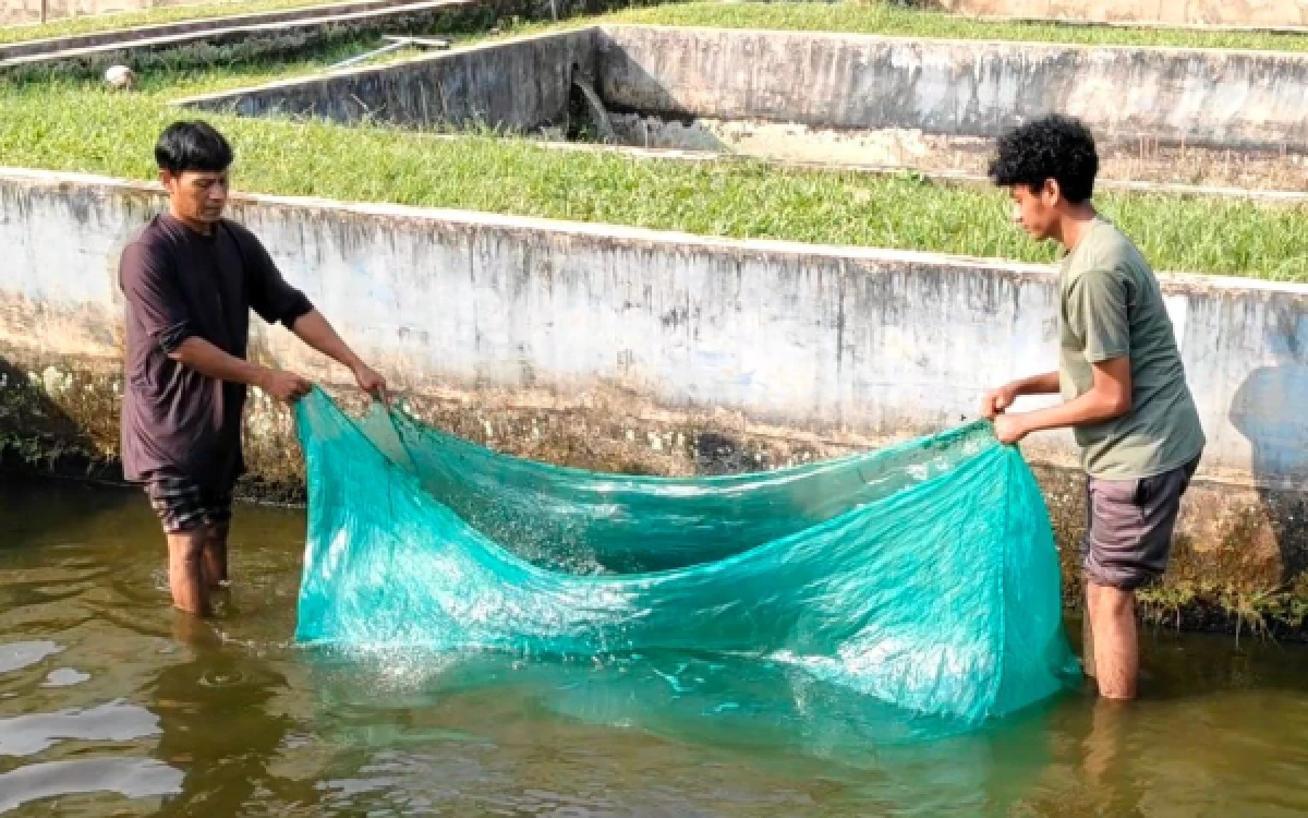 Thumbnail Berita - Dukung Ketahanan Pangan, Mahasiswa MBKM UB Kediri Terlibat Distribusi Benih Ikan di BBI Ciganjur