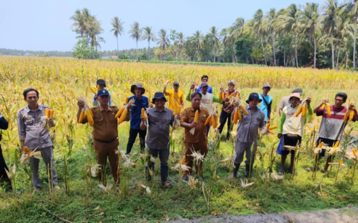 Thumbnail Berita - Poktan Sumber Rejeki Panen Jagung Bisi 18 di Lahan 5 Hektare Wanasalam Lebak